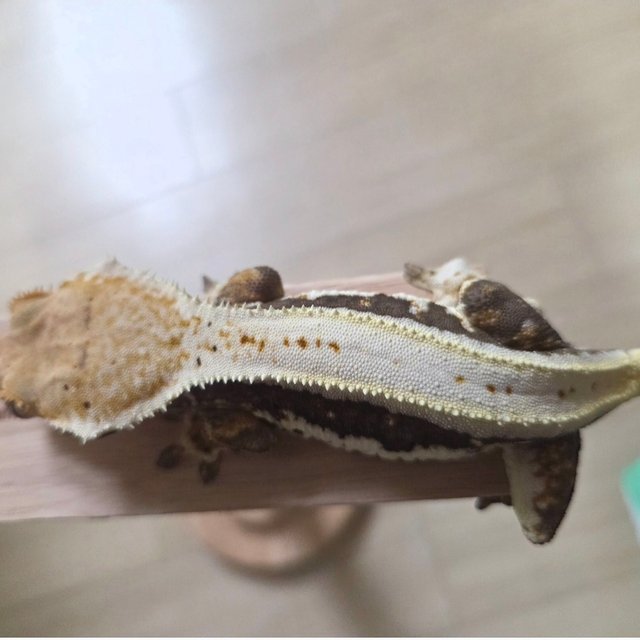 릴리100%헷아잔틱