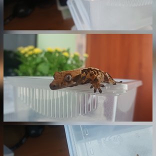 익스트림할리퀸 트라이