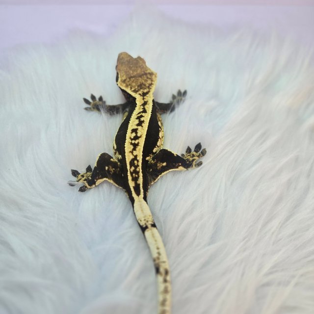 다크 핀스트라이프 쿼드