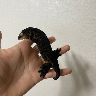 멜라니스틱