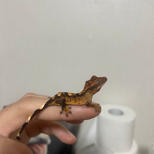 100%헷아잔틱 노멀