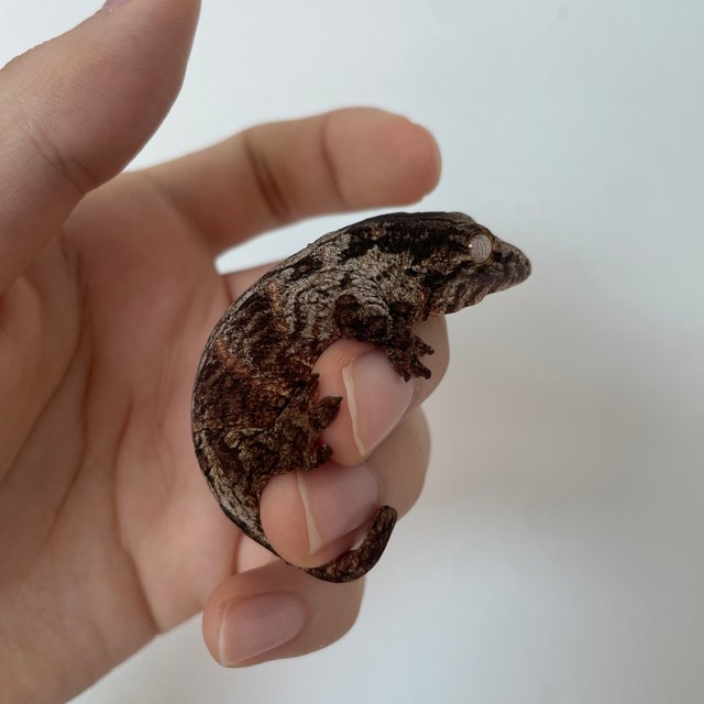 헷 멜라니스틱 리핀리치스 하키토 레드바 코기스 트로거