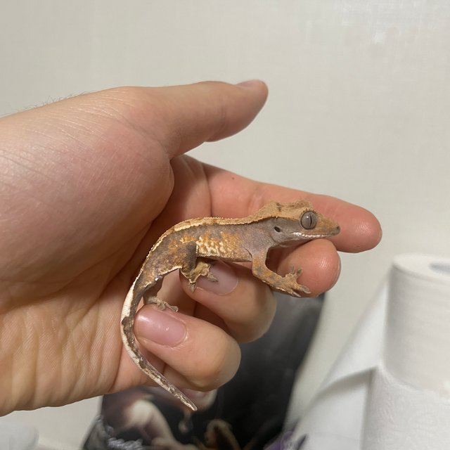 100%헷아잔틱 노멀 화이트스팟 텐저린 트라이 화이트포트홀