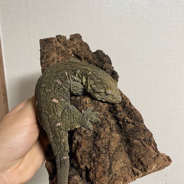 헷 멜라니스틱 리핀리치스 하키토 레드바 코기스 트로거