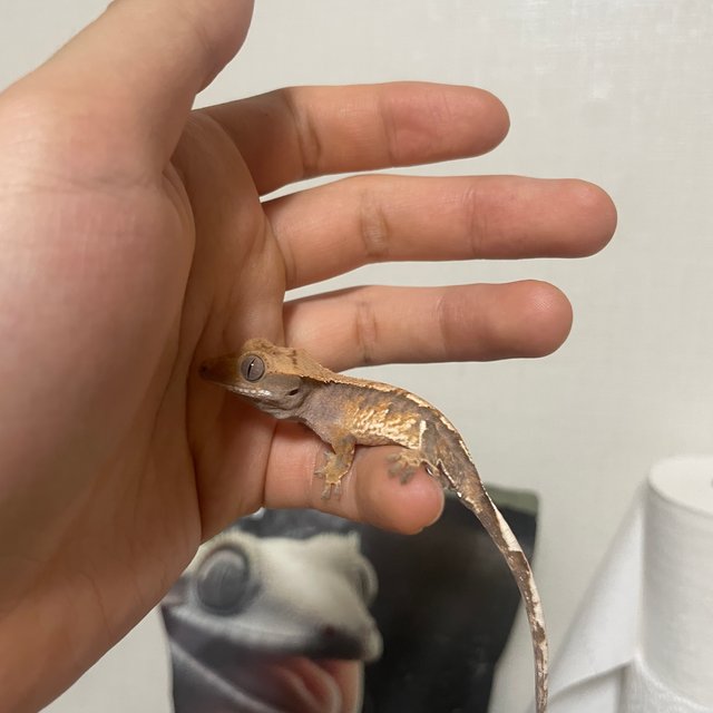 100%헷아잔틱 노멀 화이트스팟 텐저린 트라이 화이트포트홀