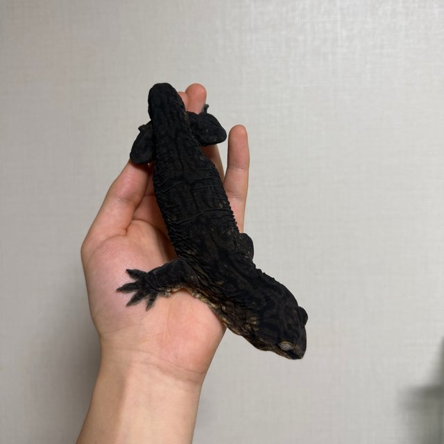 GT 멜라니스틱 코기스 프리델