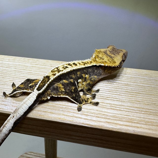 100%헷아잔틱 엠티백 쿼드 풀핀 화이트핀