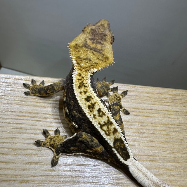 100%헷아잔틱 엠티백 쿼드 풀핀 화이트핀