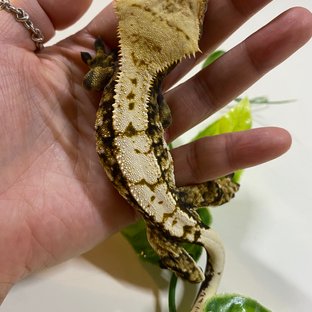 트라이