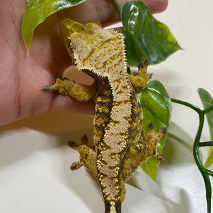 트라이 바브