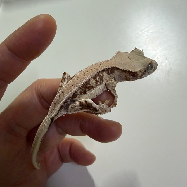 릴리화이트 레드