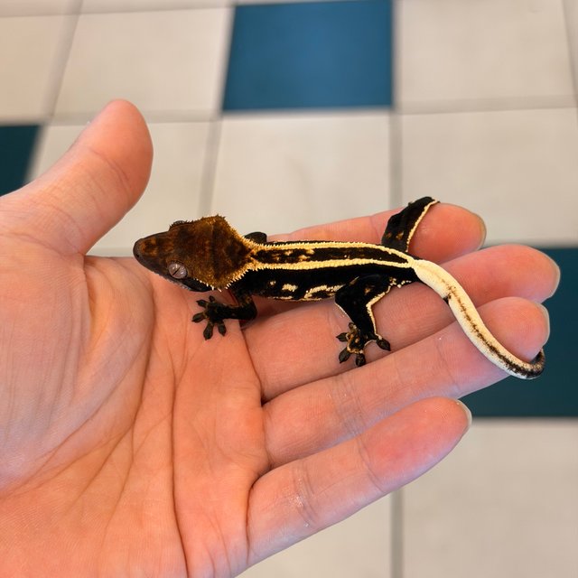 100%헷아잔틱 엠티백