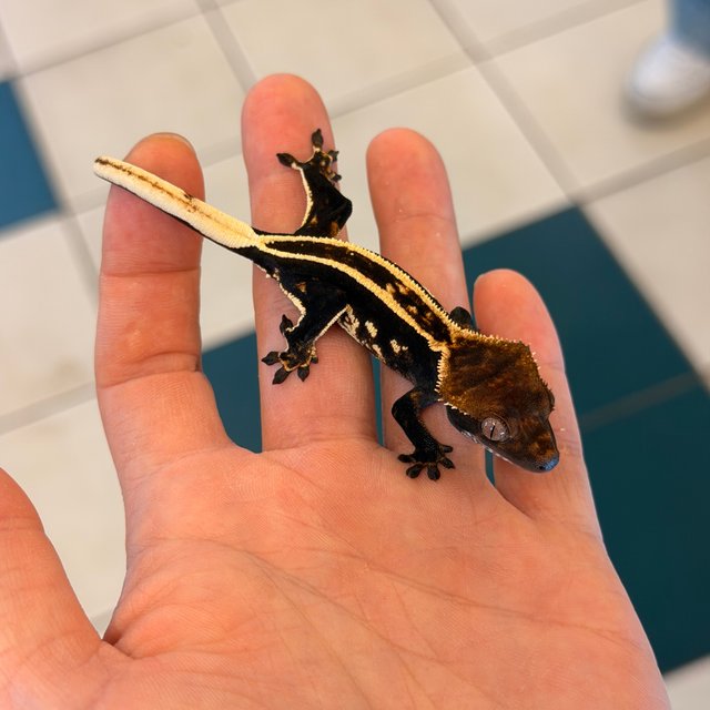 100%헷아잔틱 엠티백