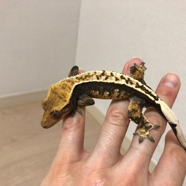 트라이 익스트림할리퀸
