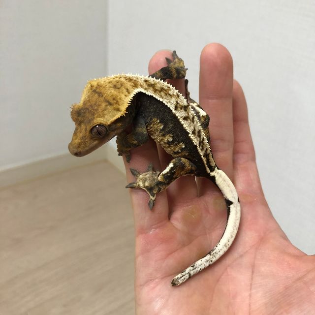 트라이 익스트림할리퀸