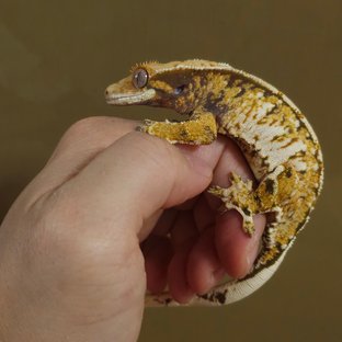 치요