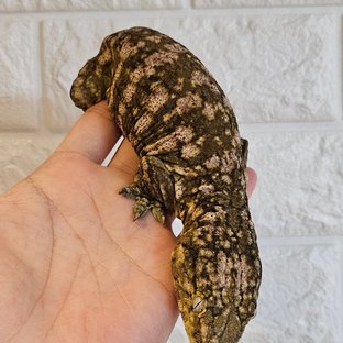 디보