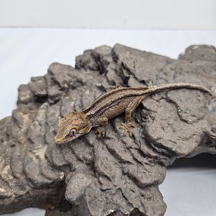 노멀 스트라이프