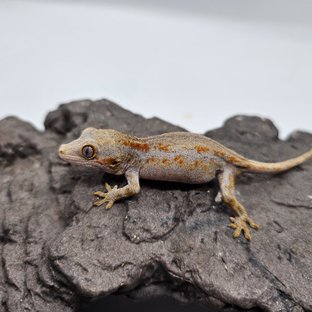 스트라이프 오렌지