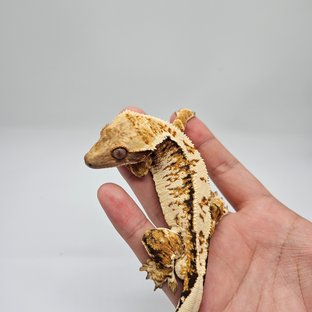 치로