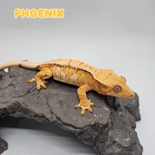 피닉스