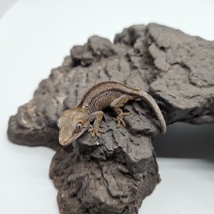 노멀 스트라이프