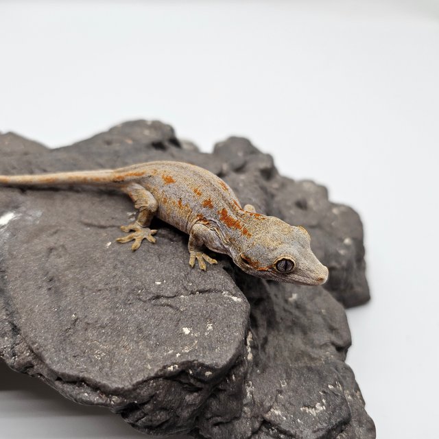 스트라이프 오렌지