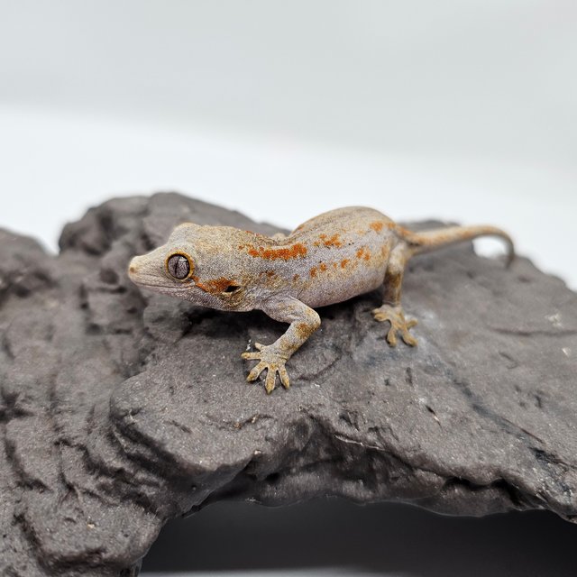 스트라이프 오렌지