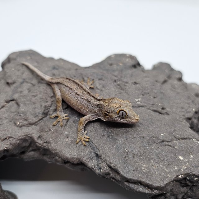 노멀 스트라이프