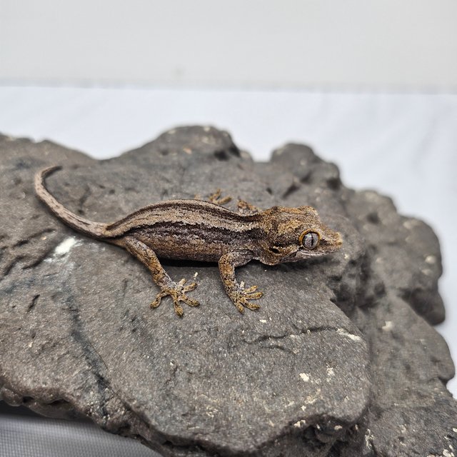 노멀 스트라이프