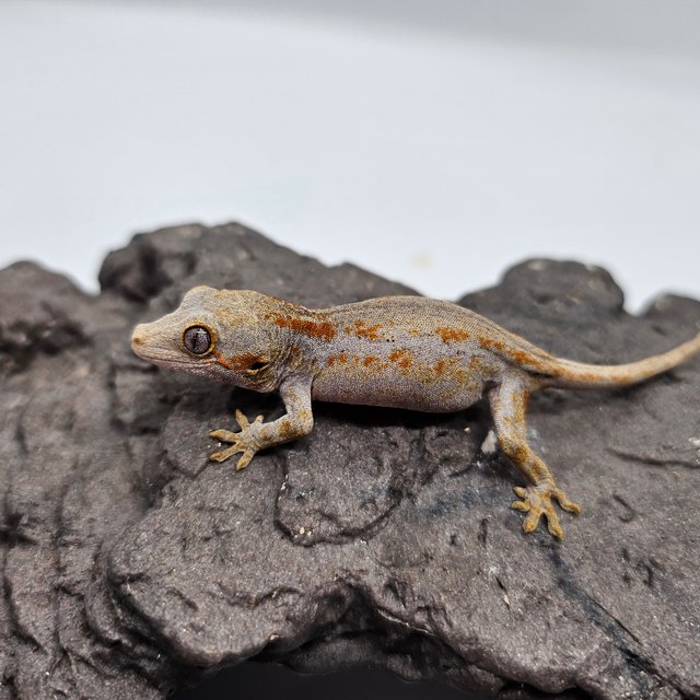 스트라이프 오렌지