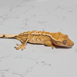 트라이