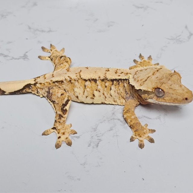 트라이 화이트스팟