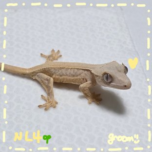 옐로우 릴리화이트