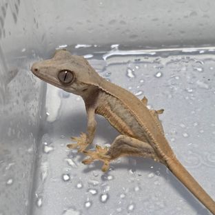 옐로우 릴리화이트