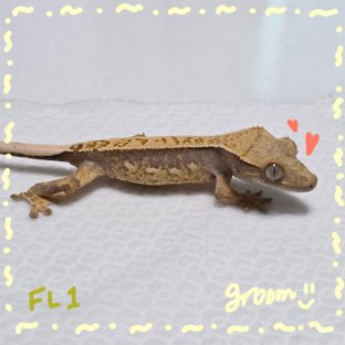 노멀 트라이