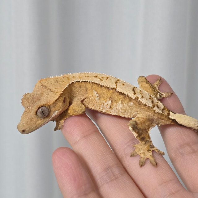 옐로우 크림시클