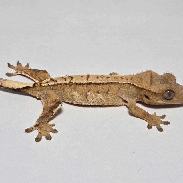 옐로우 크림시클