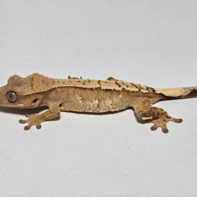 옐로우 크림시클