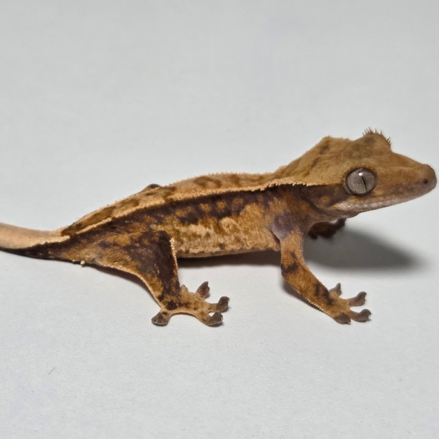 텐저린 쿼드 트라이