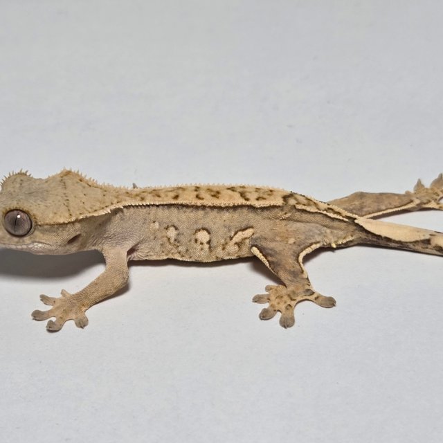 옐로우 쿼드 크림시클