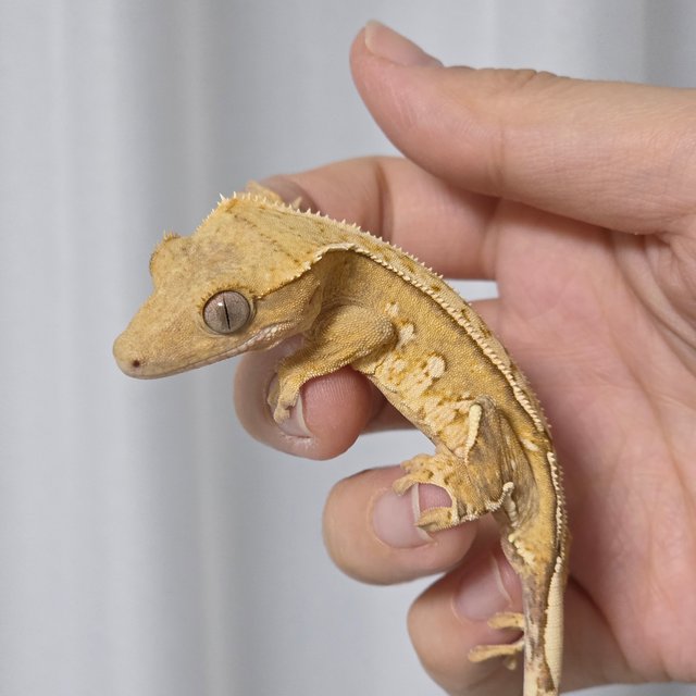 옐로우 쿼드 크림시클