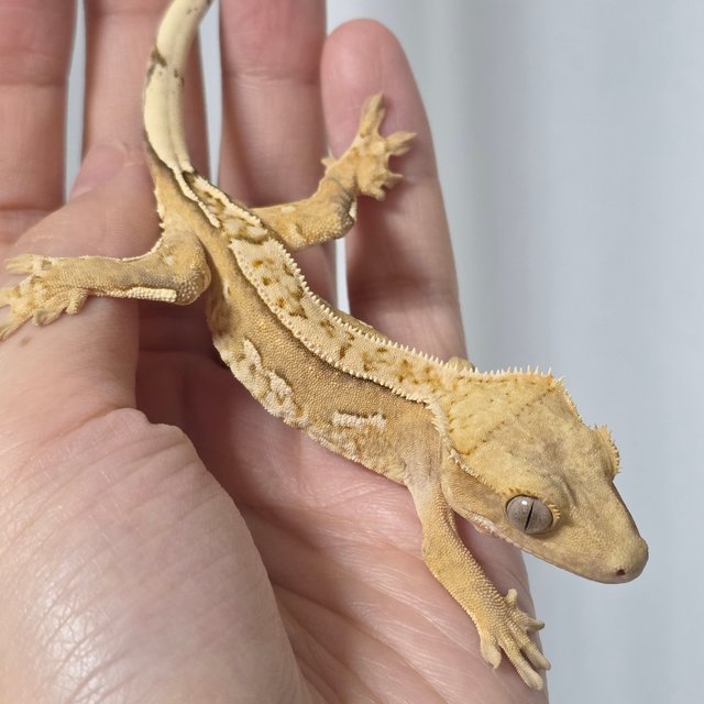 옐로우 쿼드 크림시클