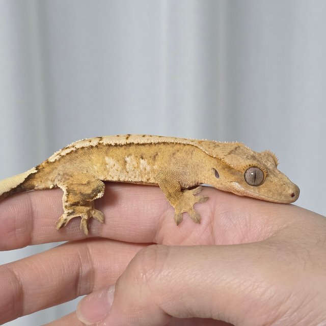 옐로우 크림시클