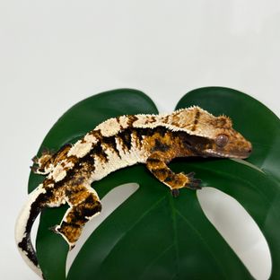 금강