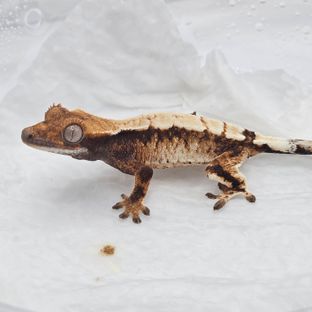 세이블