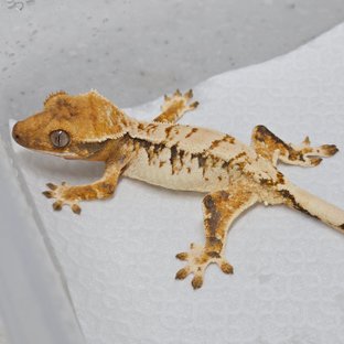 트라이 익스트림할리퀸