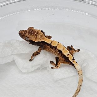 세이블