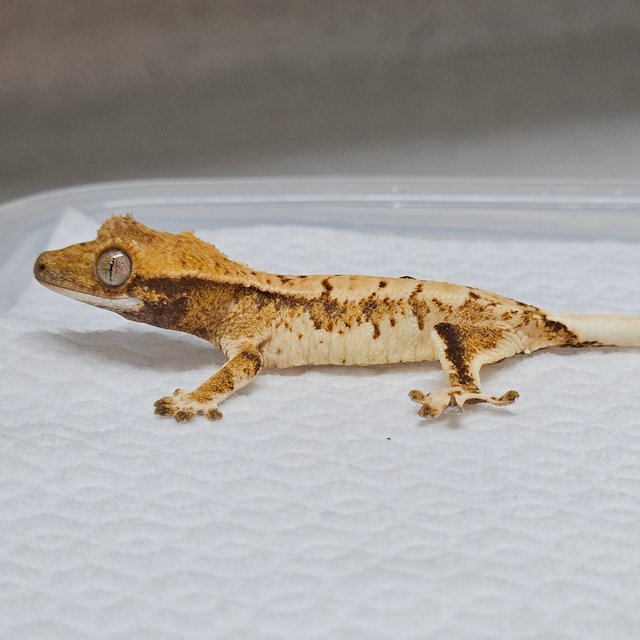 트라이 익스트림할리퀸