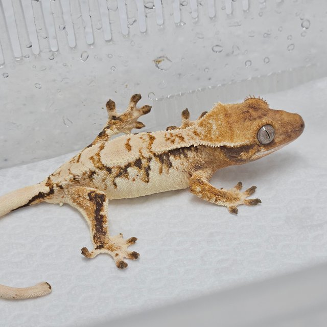 트라이 익스트림할리퀸